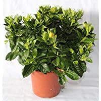 Gardenia (maceta 15 cm Ø)